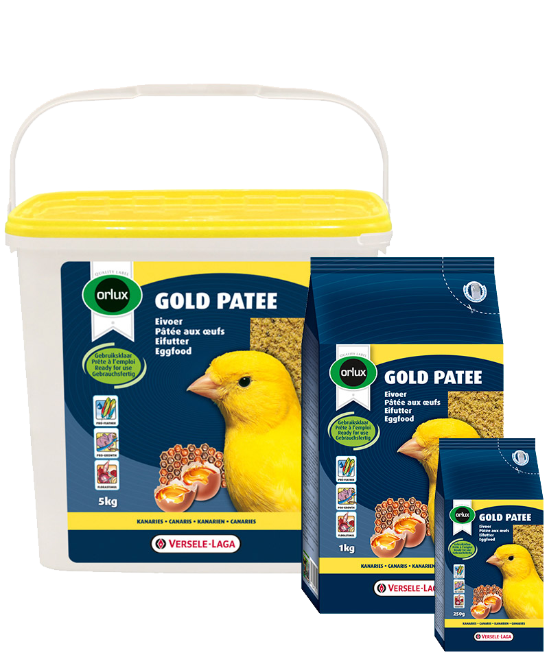 Gold Patee Canaries