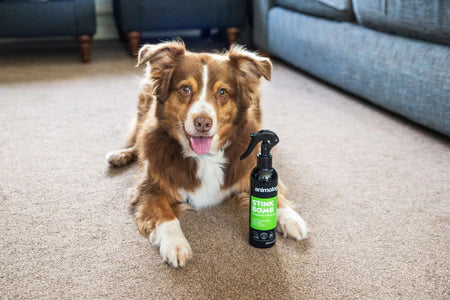 Refreshing Spray Stink Bomb