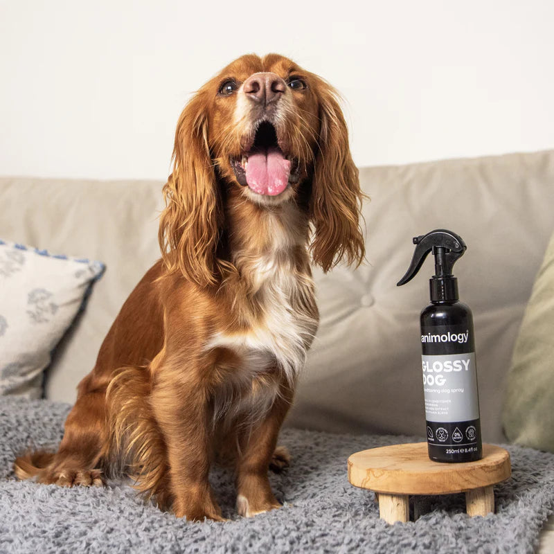 Shining Spray Glossy Dog