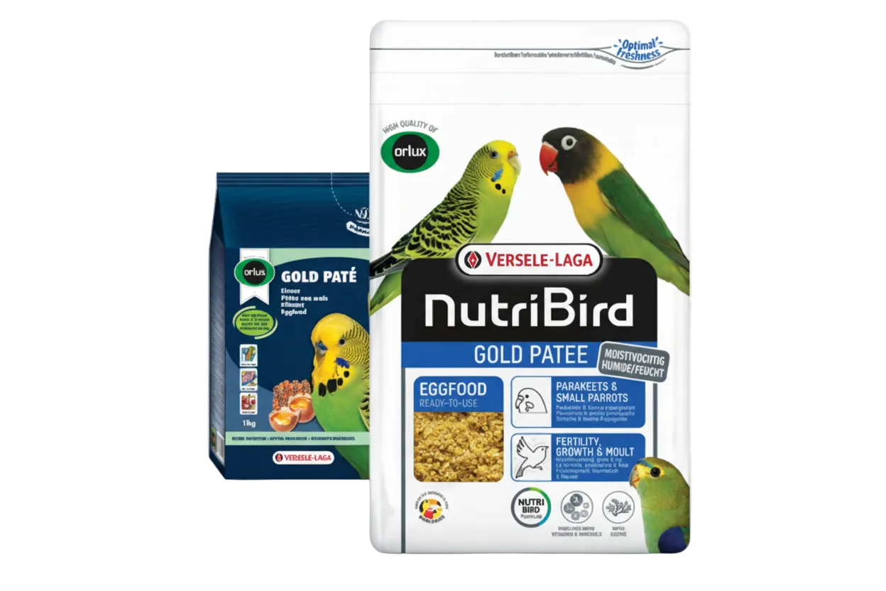 Gold Patee Small Parakeets