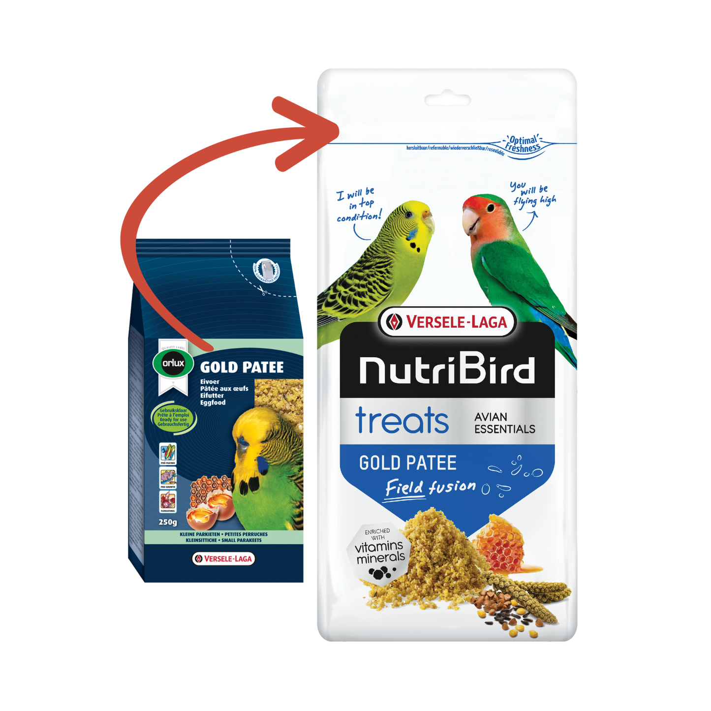 Altın Patee Küçük Muhabbet Kuşları