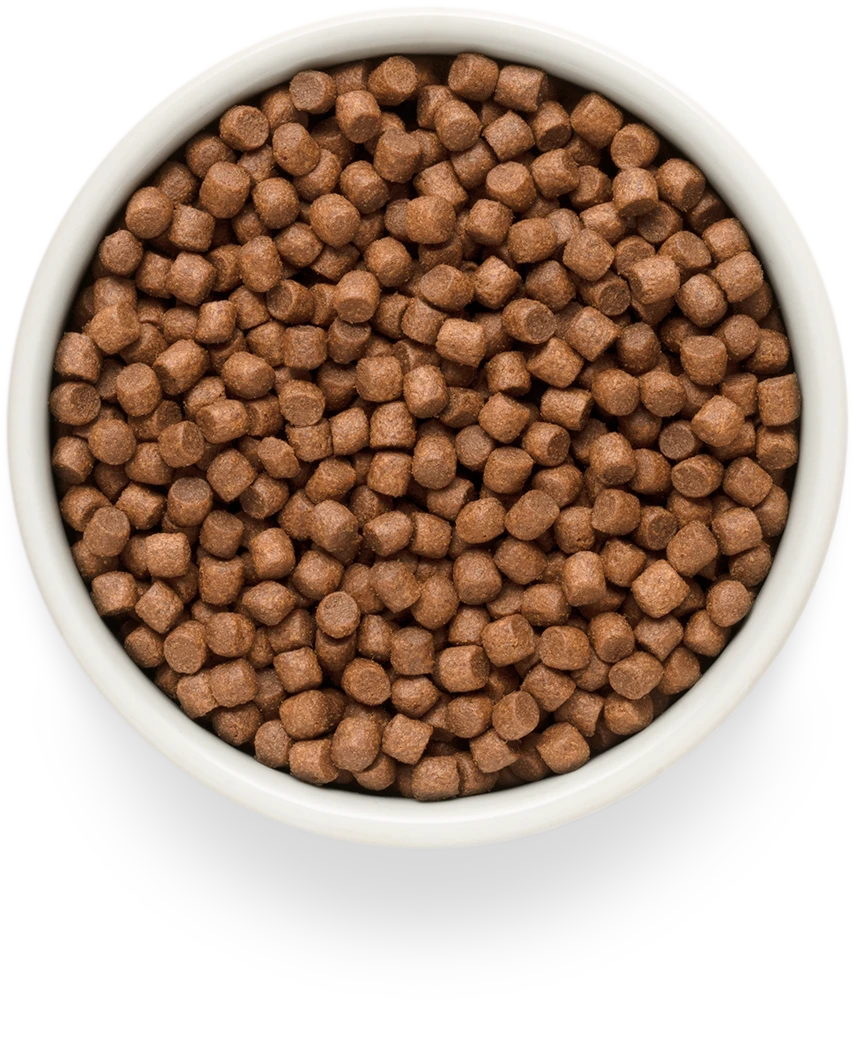 Adult Mini Fresh Salmon