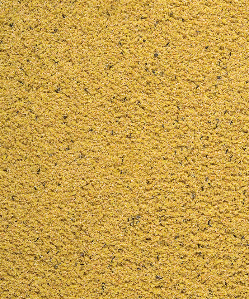 Gold Patee Canaries