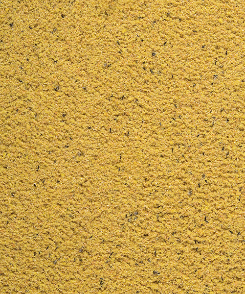 Gold Patee Canaries