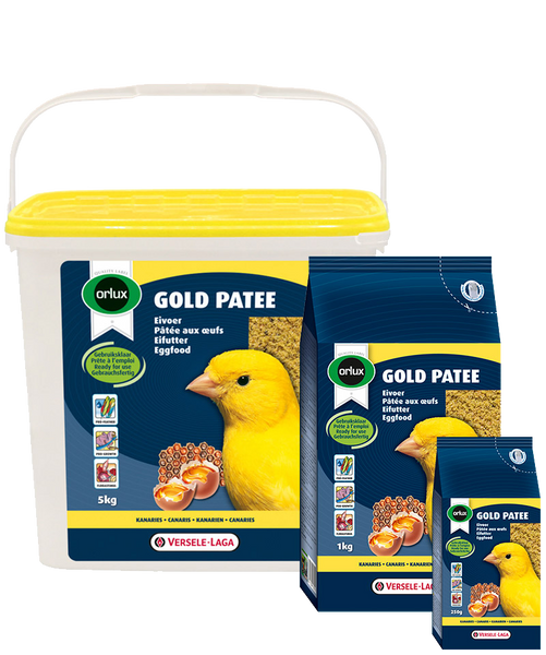 Gold Patee Canaries
