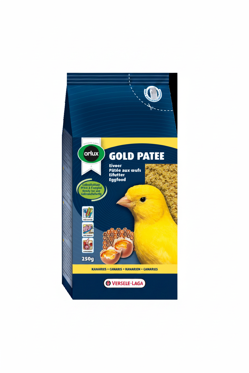 Gold Patee Canaries