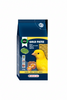 Gold Patee Canaries