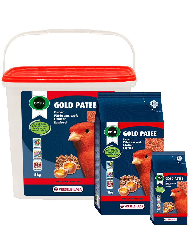 Gold Patee Canaries Red