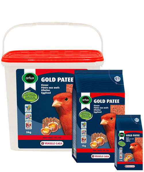Gold Patee Canaries Red