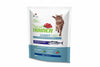 Exigent Cat Blue Fish