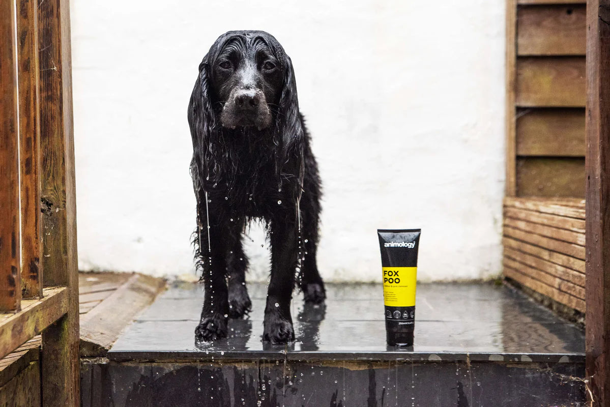 Shampoo Fox Poo