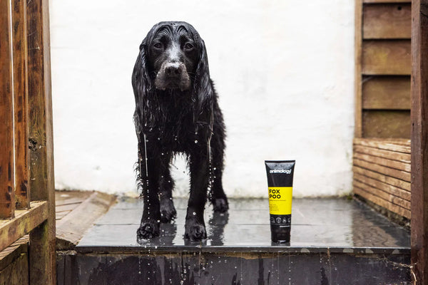 Shampoo Fox Poo