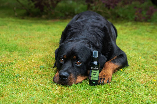 Perfume Spray Cloud K9