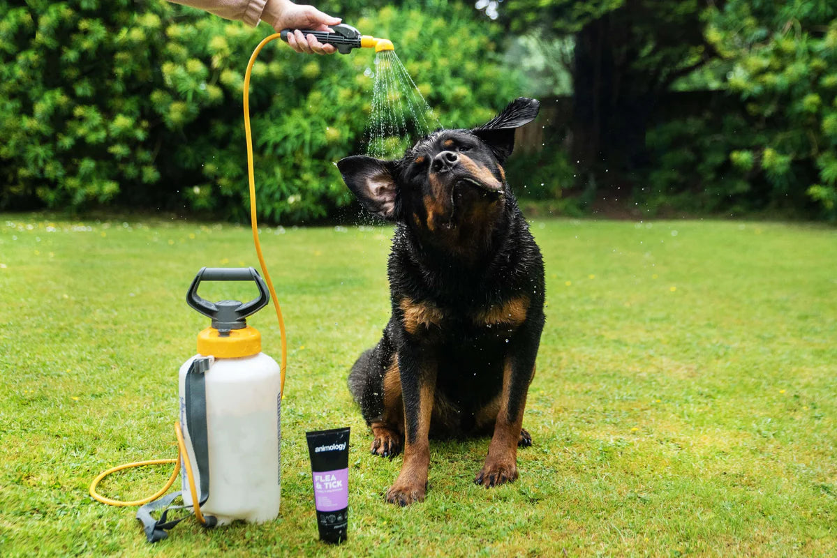 Shampoo Flea & Tick