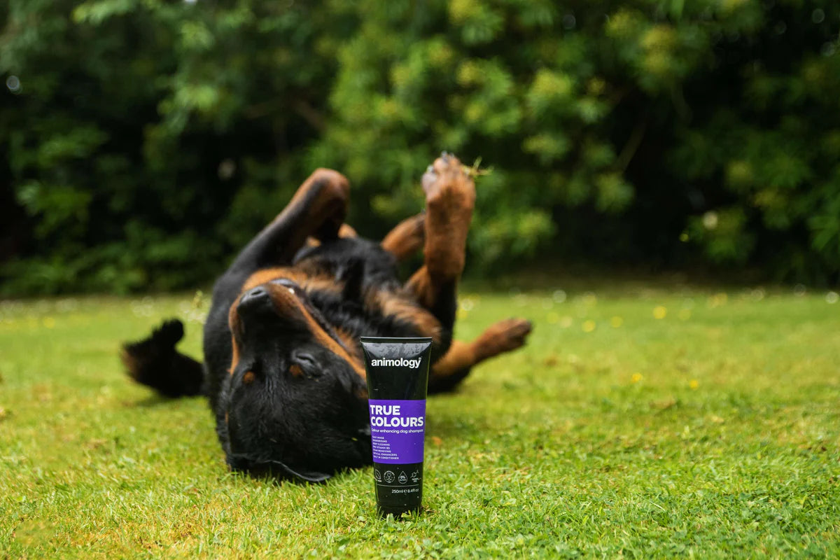 Shampoo True Colours Dog