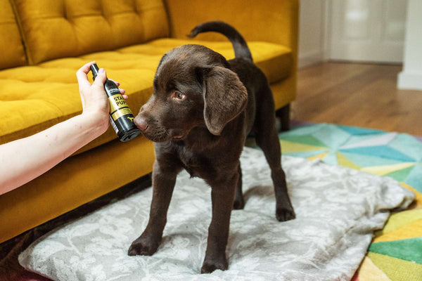 Perfume Spray Star Pups