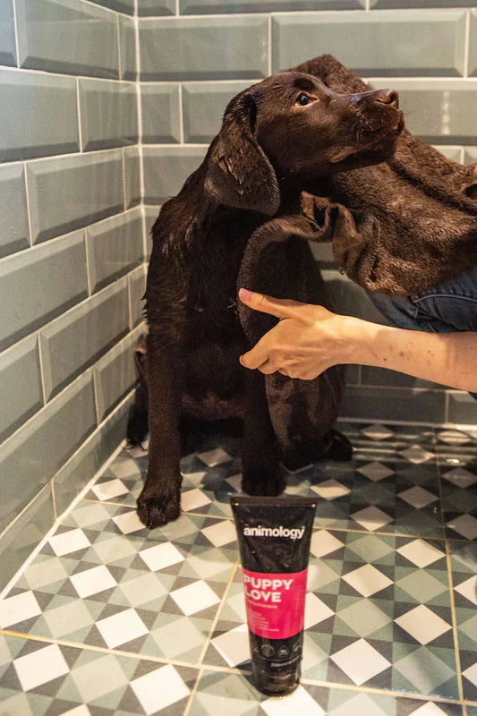 Shampoo Puppy Love