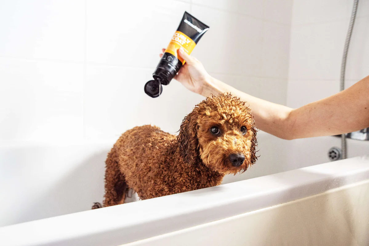 Shampoo Curly Coat