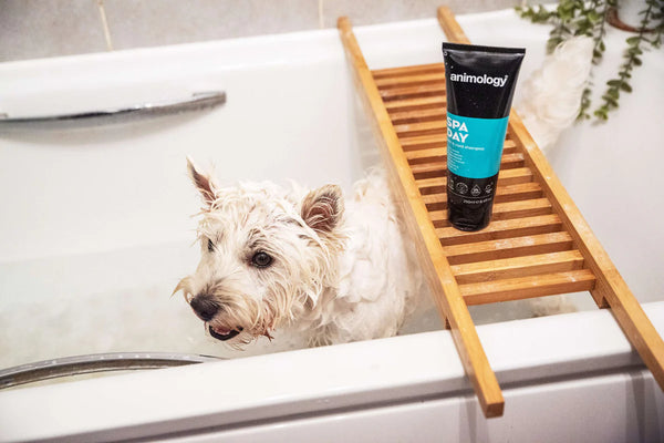 Shampoo Spa Day