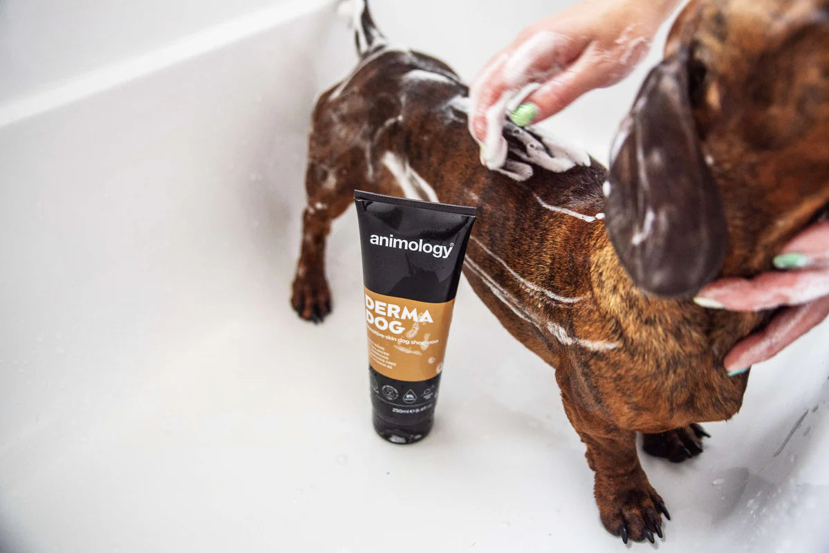 Shampoo Derma Dog