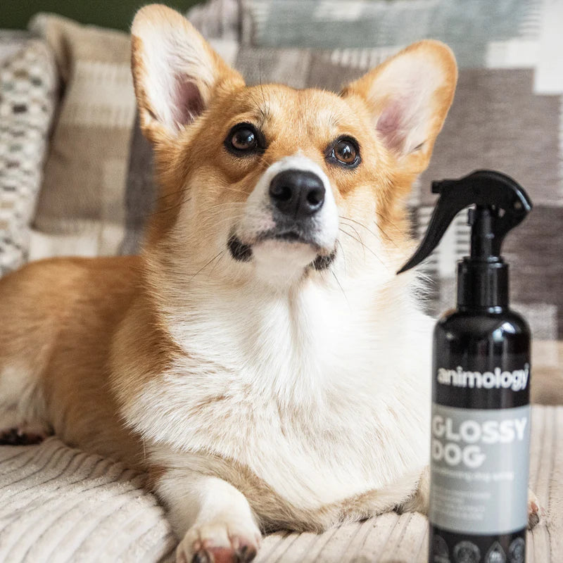 Shining Spray Glossy Dog