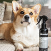 Shining Spray Glossy Dog