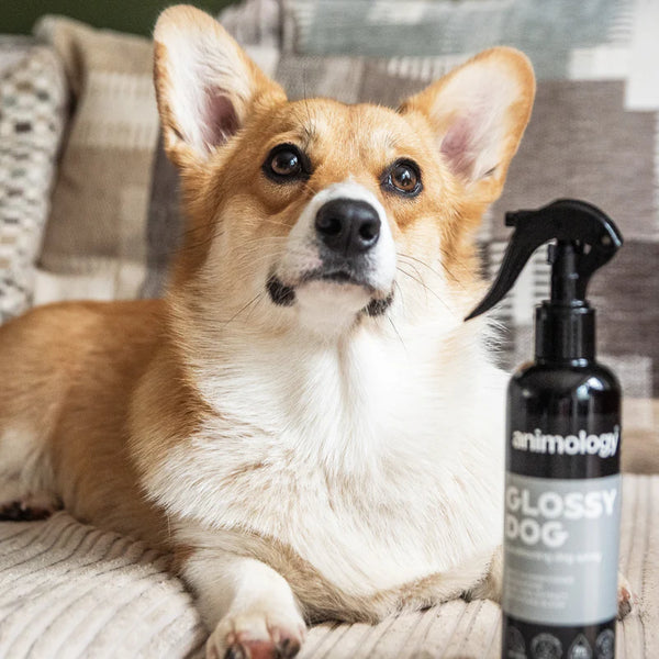 Shining Spray Glossy Dog