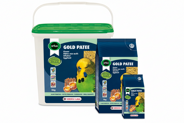 Gold Patee Small Parakeets