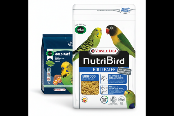 Gold Patee Small Parakeets