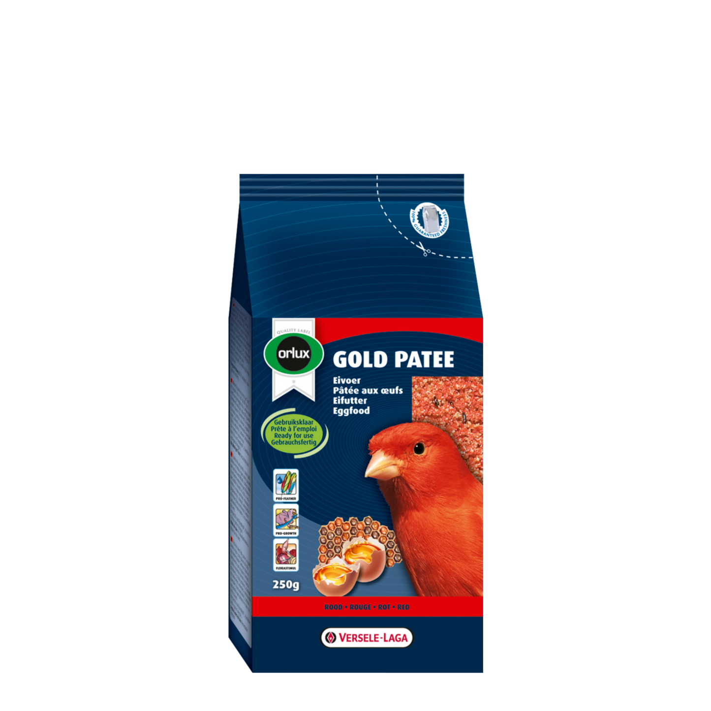 Gold Patee Canaries Red