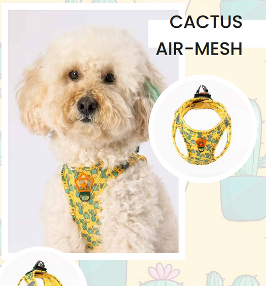 Mesh Harness Cactus