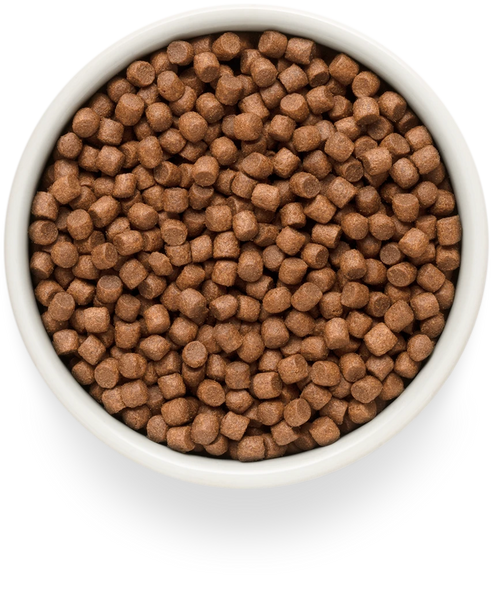 Yetişkin Mini Taze Kuzu